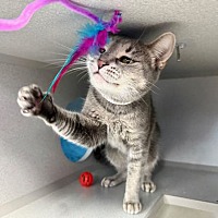 adopt a pet