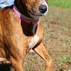 Thumbnail photo of Kinley~adopted! #2