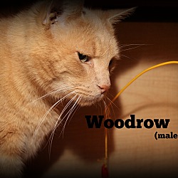 Thumbnail photo of Woodrow #1