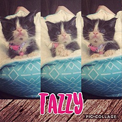 Thumbnail photo of Tazzy #2