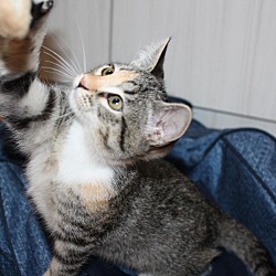 Thumbnail photo of Tammy and Banks BONDED KITTENS #3