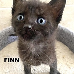 Photo of Finn