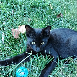 Cat for adoption - Beluga, a Domestic Short Hair in Wichita, KS