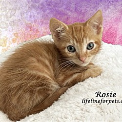 Thumbnail photo of ROSIE (adopt w/Kevin #1