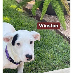 Thumbnail photo of Winston #3