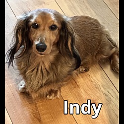 Photo of Indy