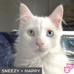 Thumbnail photo of Sneezy (bonded with Happy) #1