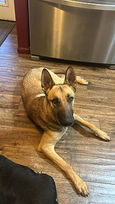 Tucson, AZ - Belgian Malinois. Meet Pete a Pet for Adoption - AdoptaPet.com