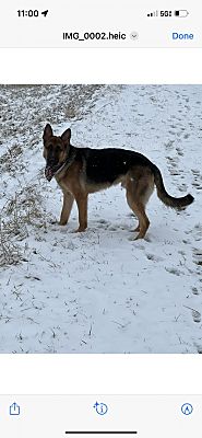 Rockville, MD - German Shepherd Dog. Meet Rocco a Pet for Adoption ...