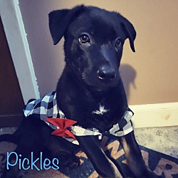 Photo of Pickles meet 8/2