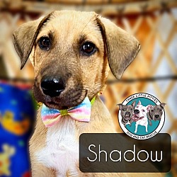 Thumbnail photo of Shadow Famous Doggy #1