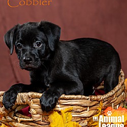 Thumbnail photo of Cobbler #1