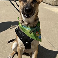 adopt a pet