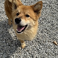 adopt-pet