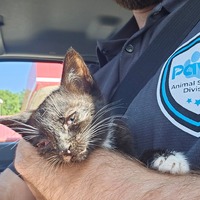 adopt a pet