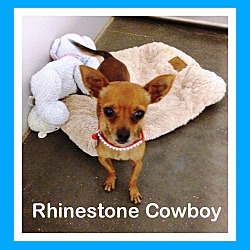 Thumbnail photo of Rhinestone Cowboy #1