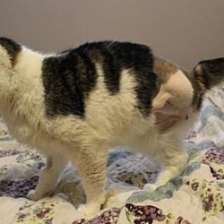 Thumbnail photo of PEGGY- 3 LEGS/ Spayed• #3
