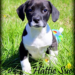 Thumbnail photo of Hattie Sue~meet me! #1