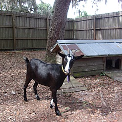 Photo of Goat (F)