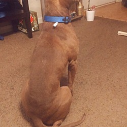 Photo of Apache 