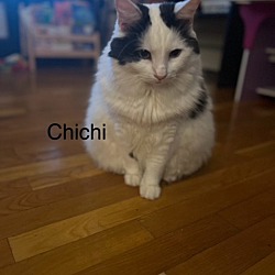 Thumbnail photo of ChiChi (and Titan): Courtesy Post #3