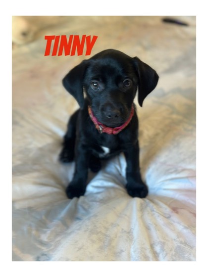 Photo of Tinny (Cocoa Adoption Center)