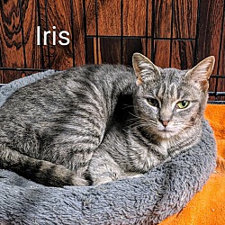 Photo of Iris