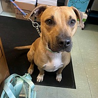 adopt a pet