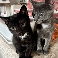 adopt a pet