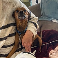 adopt a pet