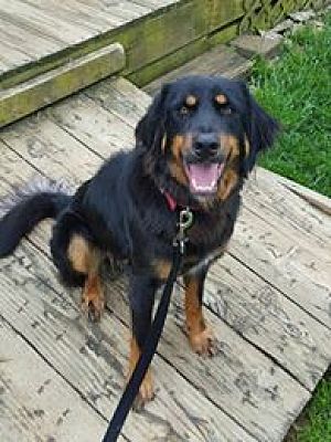 Ft Thomas Ky Gordon Setter Meet Killian A Pet For Adoption