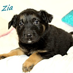 Thumbnail photo of Zia~adopted! #2