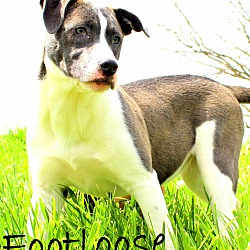 Thumbnail photo of Footloose~adopted! #1