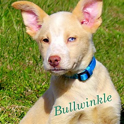 Thumbnail photo of Bullwinkle~adopted! #1