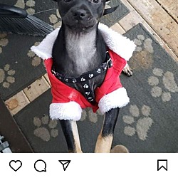 Photo of "Chugs"  Min Pin mix Puppy