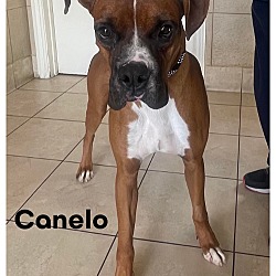 Photo of Canelo