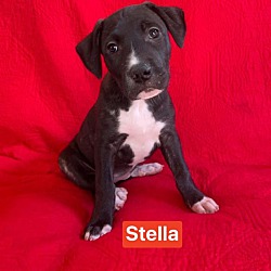 Thumbnail photo of Stella #2