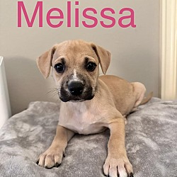 Photo of Melissa