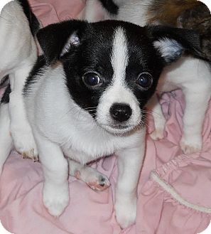 23+ Rat Terrier Chihuahua Mix Puppy