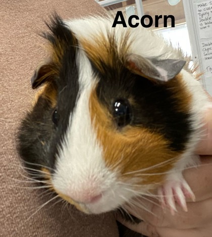 Photo of Acorn