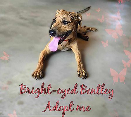 Grove, OK - Schiller Hound/Plott Hound. Meet Bentley a Pet for Adoption ...