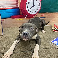 adopt a pet