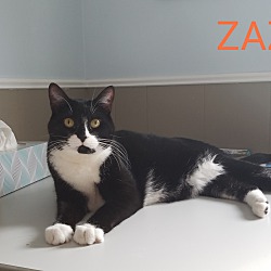 Photo of ZAZU