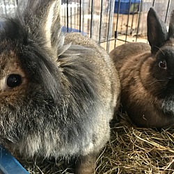 bonded pet photo