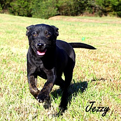 Thumbnail photo of Jezzy~adopted! #1
