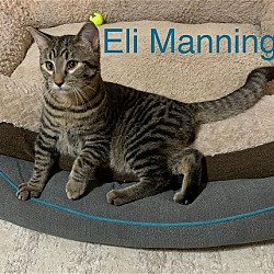 Thumbnail photo of Eli Manning #1