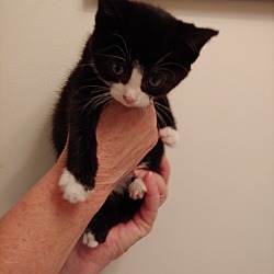 Thumbnail photo of Mittens-Lover Girl #2