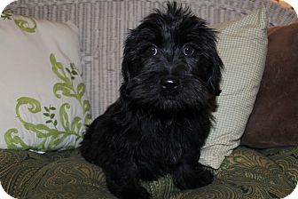 Medina Tn Scottie Scottish Terrier Meet Armani A Pet For