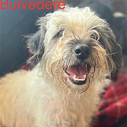 Photo of Bulvedere