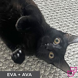 Photo of Eva (bonded with Ava)